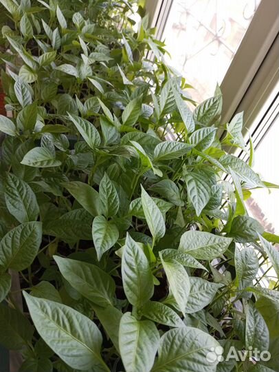 Продам рассаду