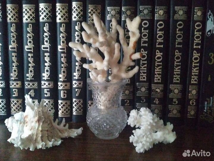 Морские кораллы и раковины для интерьера