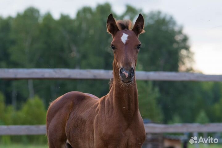 Спортивная тракененская помесь