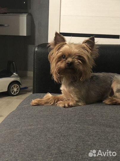 Йоркширский терьер(мини) вязка