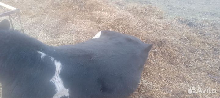Быки на мясо живым весом