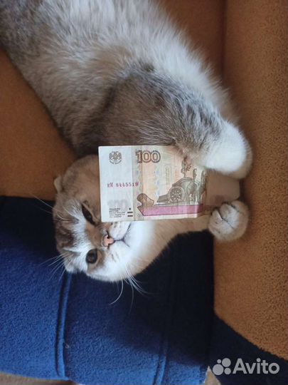 Шотландский кот вязка