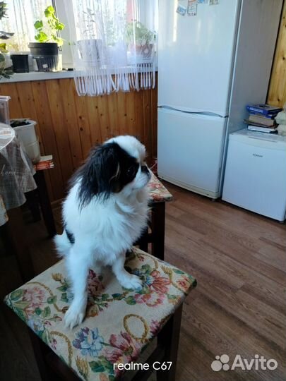 Продается щенок японского хина