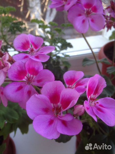 Домашние цветы