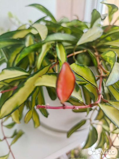 Хойя Вайети Триколор