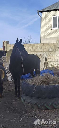 Лошадь кобыла 4 года