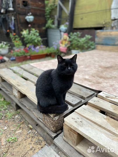 Черный кот
