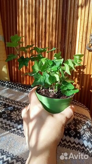 Плющ хедера