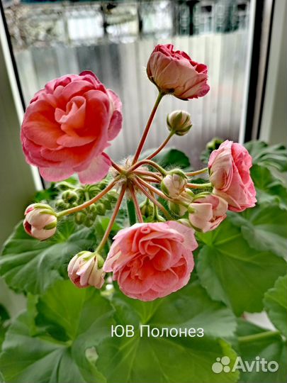 Пеларгония герань сортовая