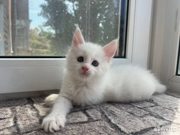 Ласковый дружелюбный котенок мейн кун