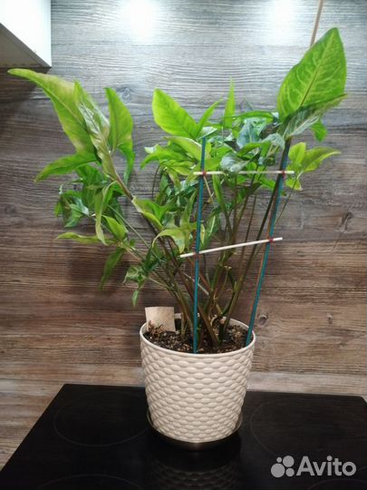 Сингониум отросток