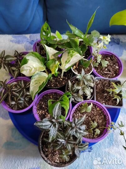 Излишки растений