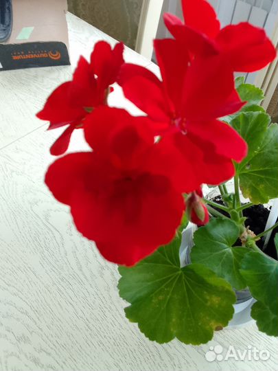 Пеларгония герань
