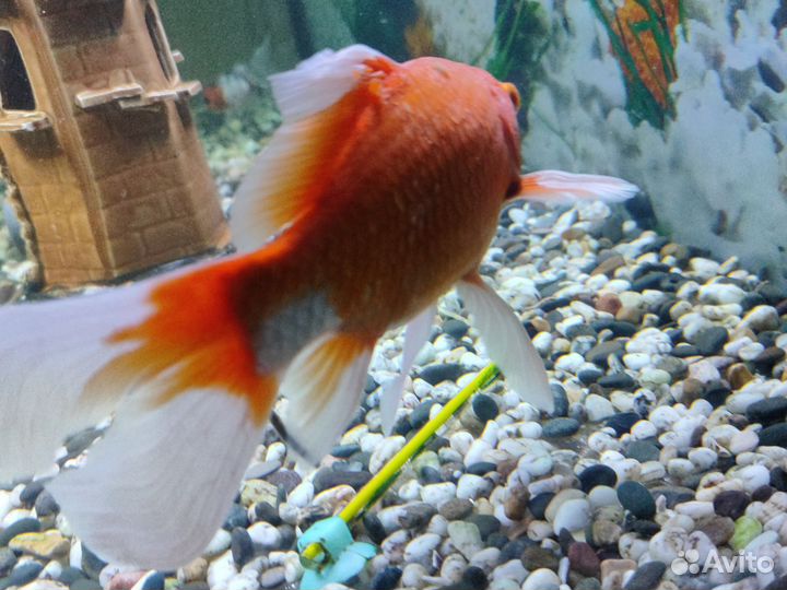 Золотая рыба комета