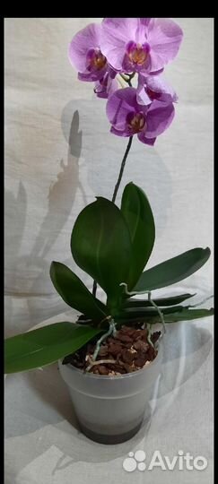 Орхидея фаленопсис