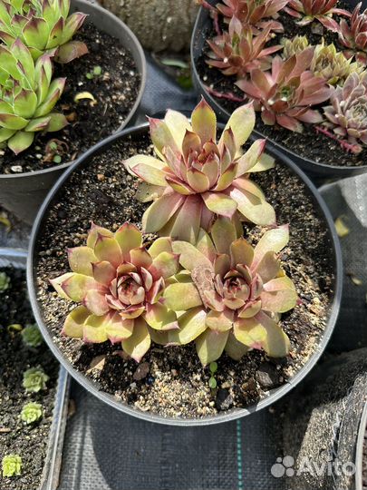 Молодило(каменная роза)