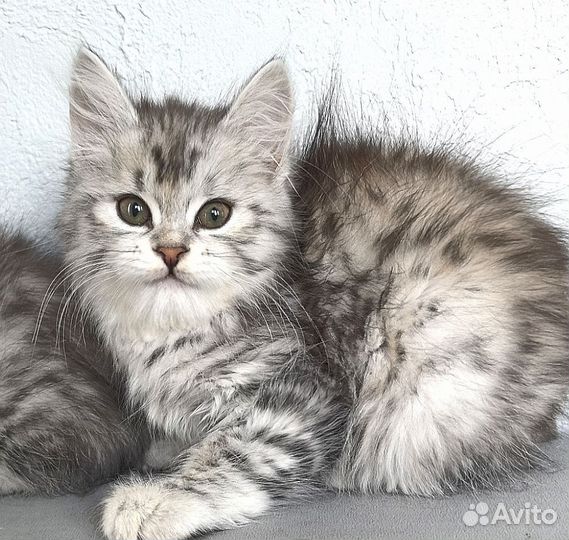 Курильские бобтейлы