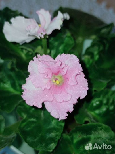 Сенполия, Пеперомия Rosso, Каланхоэ,Хлорофитум