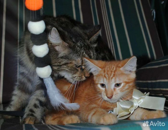 Милейший котик