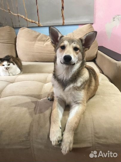 Щенки девочки в добрые руки