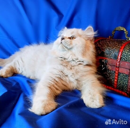Британская Хайленд