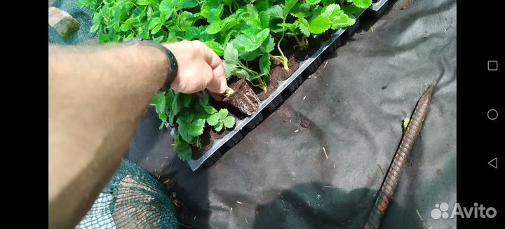 Рассада клубники