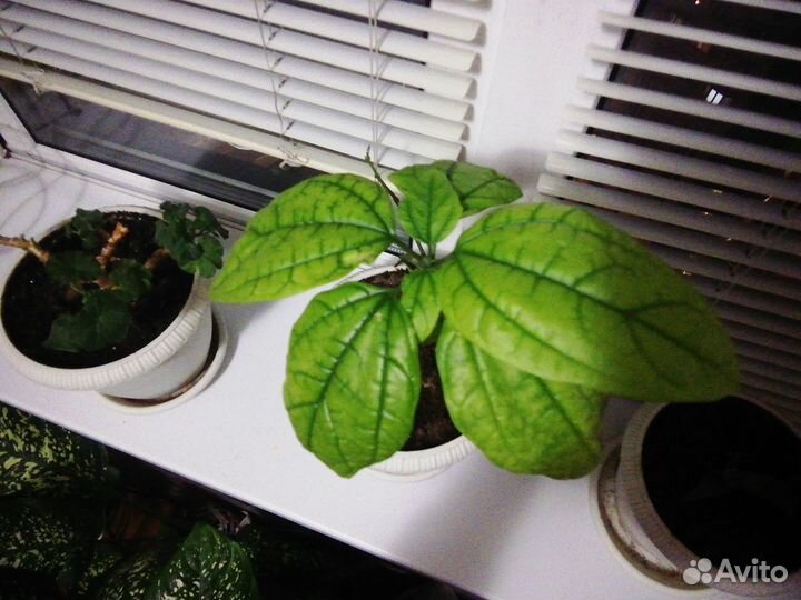 Комнатные растения