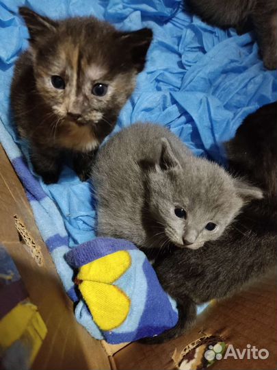 Котята в добрые руки