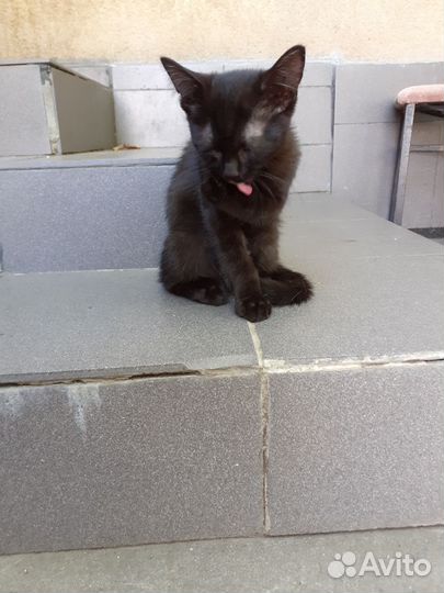 Милый черный котик