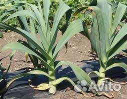 Рокамболь лук чеснок