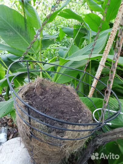 Кашпо для ампельных растений