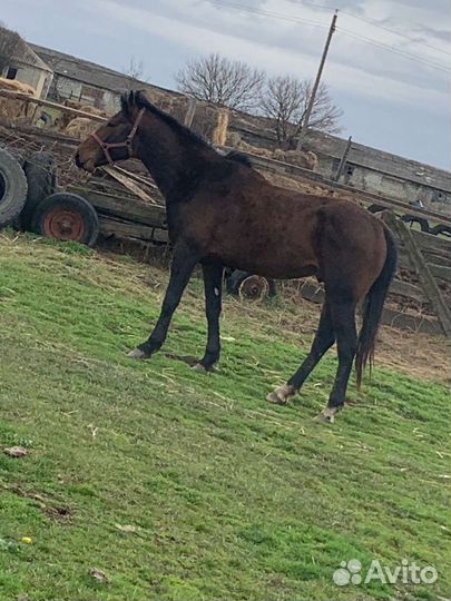 Жеребец 2,10месяцев