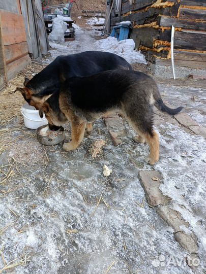 Щенок в добрые руки