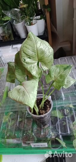 Коллекционные ароидные