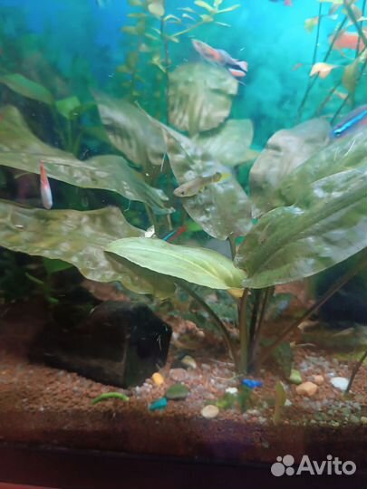 Растения аквариуиные