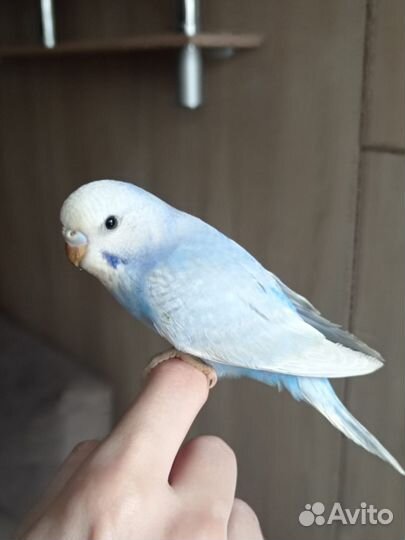 Птенцы волнистый попугай