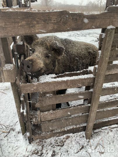 Клубная карта