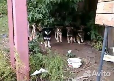 Щенки на охрану