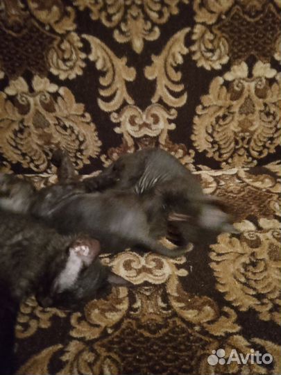 Донской сфинкс котята