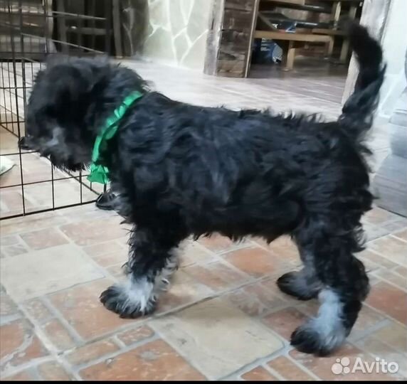 Щенок цвергшнауцера. Мальчик