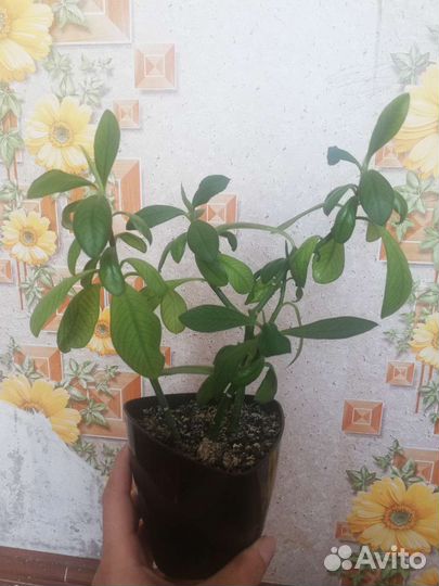 Молочай Синадениум