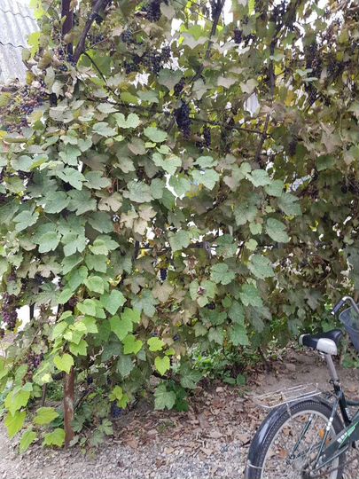 Дом 50 м² на участке 18 сот.