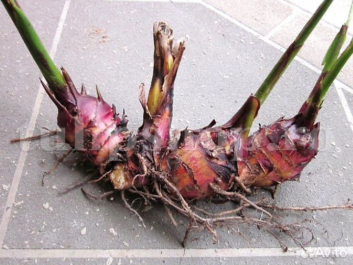 Цветы канны