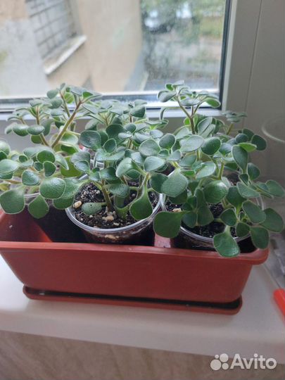 Аихризон дерево любви