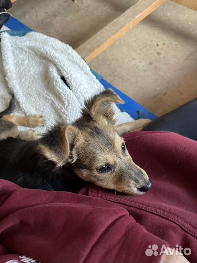 Щенок девочка ищет дом