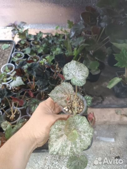 Бегонии сортовые