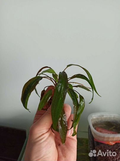 Криптокорина