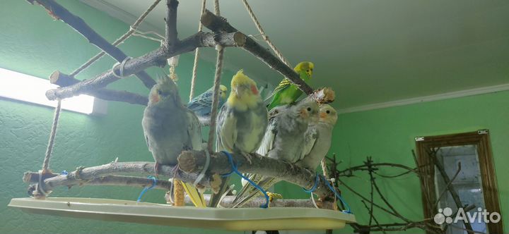 Попугай корелла