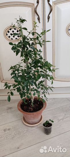 Мурайя метельчатая ароматно цветущее