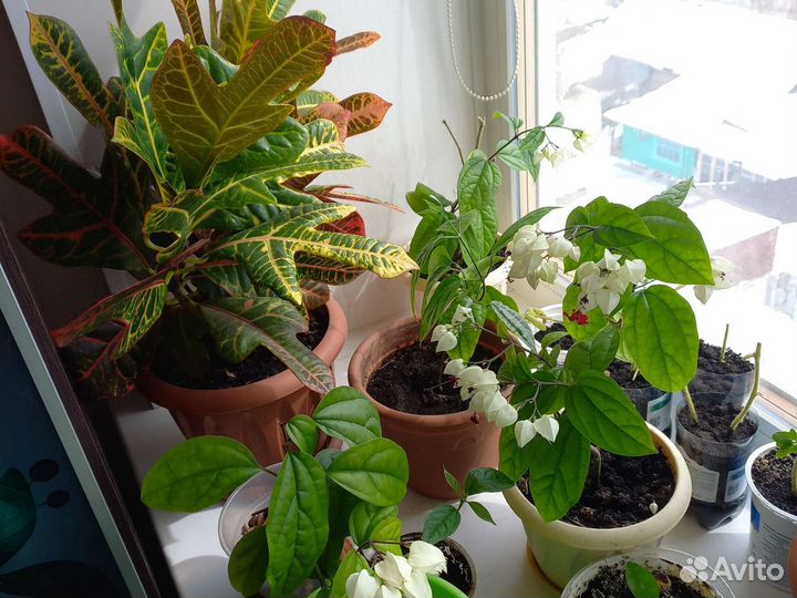 Клеродендрум Томпсона